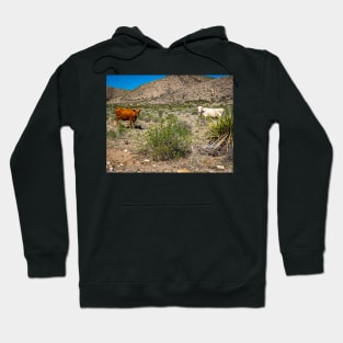 Criollo Cattle on the Open Range Hoodie